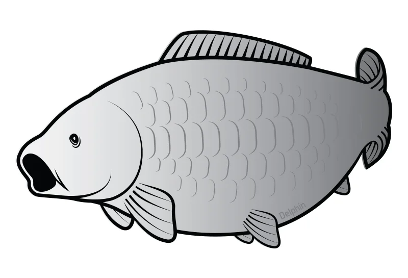 delphinpeche-1839586