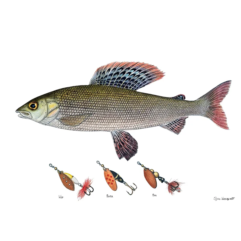 sportfishtackle-2069004